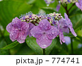 雨上がりのアジサイ 774741