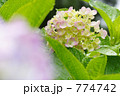 雨上がりのアジサイ 774742
