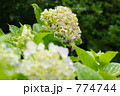 雨上がりのアジサイ 774744