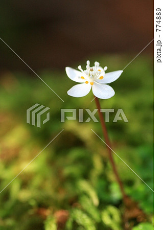 バイカオウレンの白い花 バイカオウレンの白い花 774889