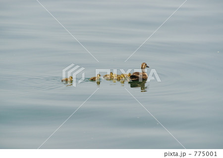 巣立ち 巣立ち 775001