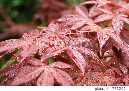 雨に濡れた紅葉 雨に濡れた紅葉 775292