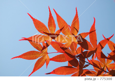 もみじ もみじ 775300