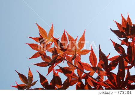 もみじ 775301