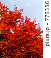 紅葉 775356