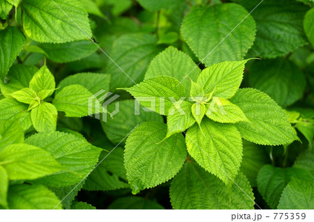 カラムシの新緑 カラムシの新緑 775359