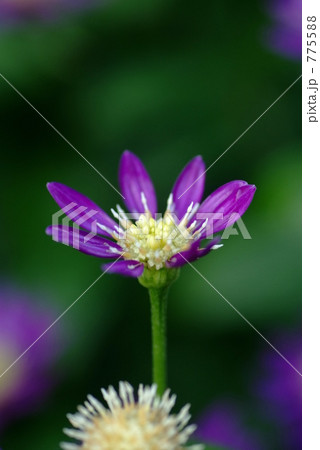 ミヤコワスレ 775588