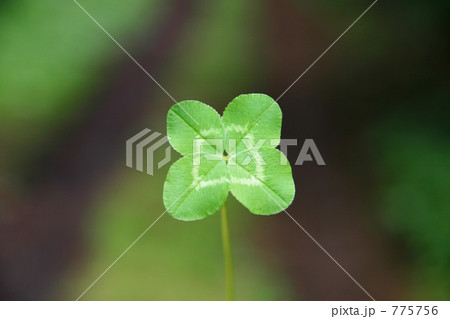 真っ直ぐに続く幸せ 775756