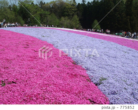 秩父の芝桜（赤紫・青紫） 775852