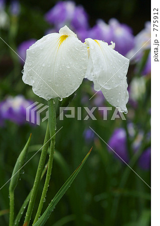 雨の花菖蒲 775912