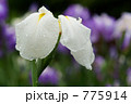 雨の花菖蒲 775914