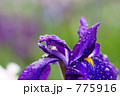 雨の花菖蒲 775916
