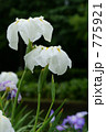 雨の花菖蒲 775921