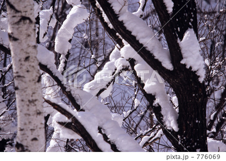 着雪した木々 776069