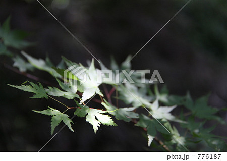 光がさすもみじ 776187