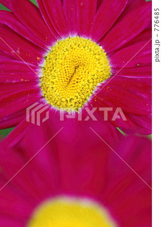 赤花除虫菊 赤花除虫菊 776485