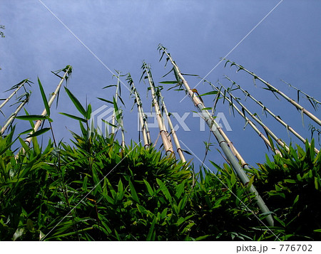 伸びる竹 伸びる竹 776702