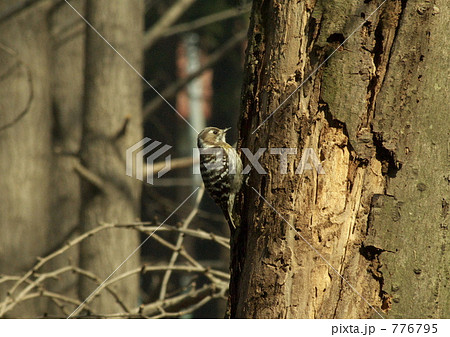 コゲラのお食事 776795