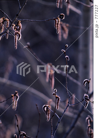 只今発芽中 只今発芽中 777227