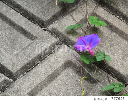 朝顔の香り 777693