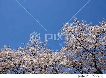 桜舞う 777787