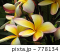 プルメリア 778134