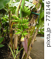 バナナの木 778146