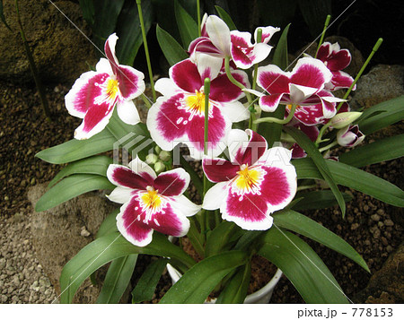 ミルトニアの花 ミルトニアの花 778153