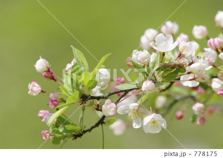 ズミの花 ズミの花 778175
