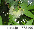 フトモモの花 778190