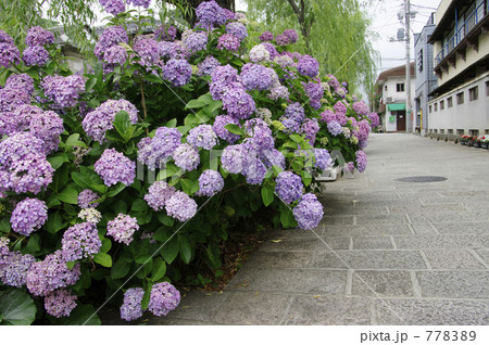 下田ペリーロードと紫陽花 778389