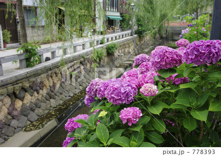 下田ペリーロードと紫陽花 778393