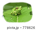 アマガエル アマガエル 778626