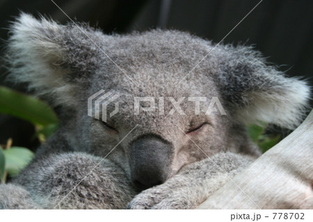 オーストラリアの動物園で撮ったコアラの寝顔 778702