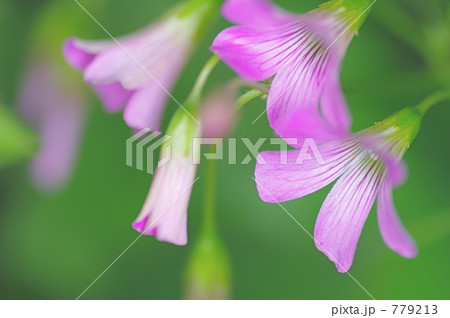 ムラサキカタバミの花 779213