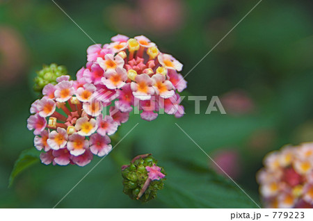 ランタナの花と実 ランタナの花と実 779223