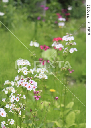 クリンソウ 779257