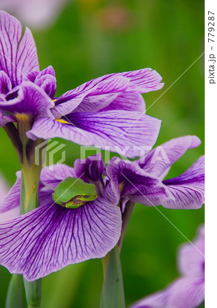 アマガエル 779287