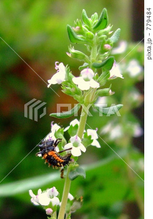 オレガノの花の蜜を吸うてんとう虫の幼虫の写真素材