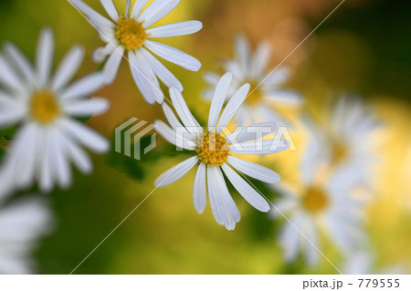 ほんのりマーガレット ほんのりマーガレット 779555