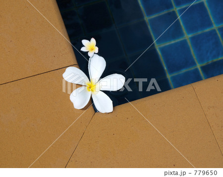 プールに浮かぶ花 779650