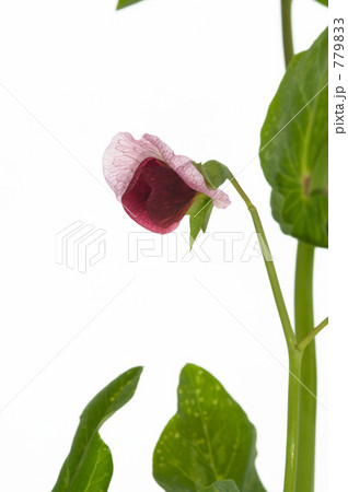 絹さやの花  779833