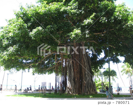 Waikiki Waikiki 780071