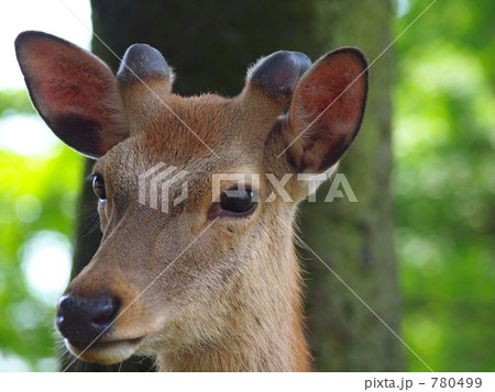 奈良においでよ 780499