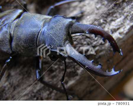 小さいミヤマクワガタ 780931