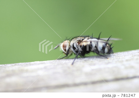 ヤドリバエの一種 ヤドリバエの一種 781247