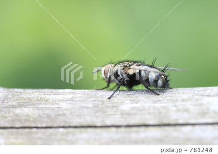 ヤドリバエの一種 ヤドリバエの一種 781248