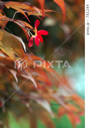 楓の実 楓の実 781284