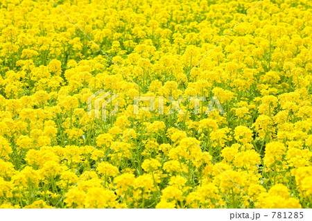 菜の花 781285