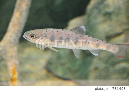 ヤマメ ヤマメ 781493